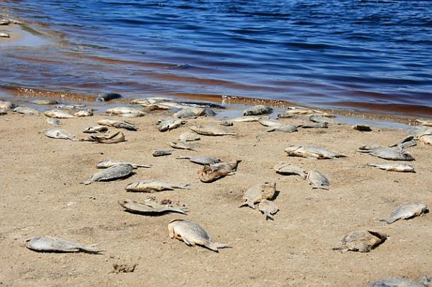 Opinion: Fish kill exposes marine park mismanagement